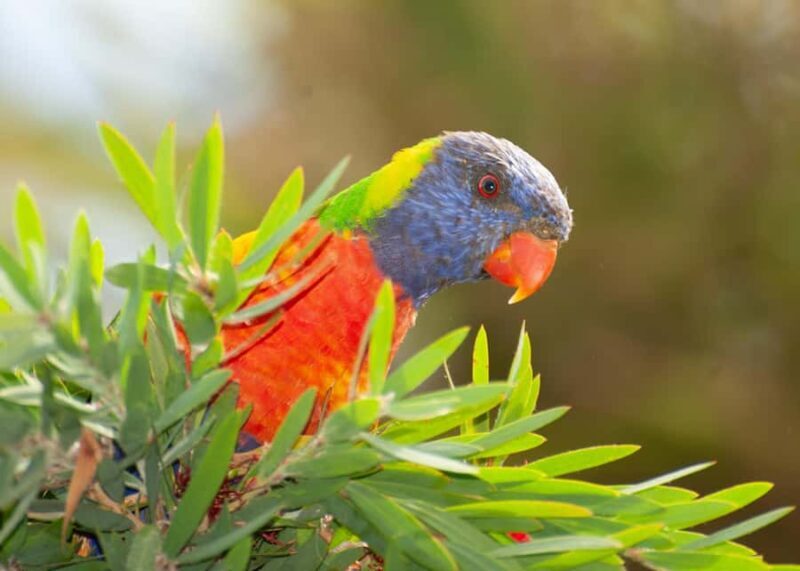 Sapphire Coast: 7h Shore Excursion with Aussie Morning Tea - The Practical Side: What You Need To Know