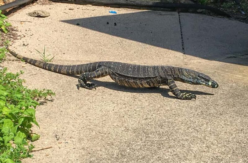 Sapphire Coast: 7h Shore Excursion with Aussie Morning Tea - What Previous Travelers Say