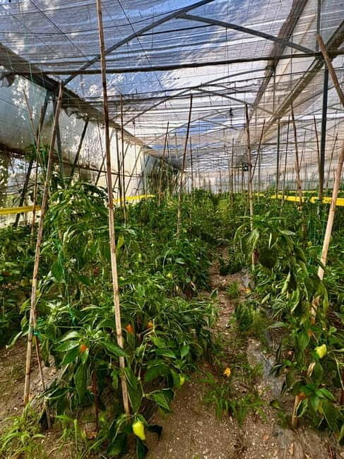 Sarande: Blue Eye with Traditional Food and Wine Tasting - Who Should Book This Tour?