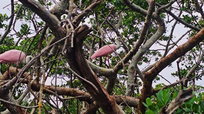 Sarasota: Clear Kayak Mangrove Tunnel & Beach Hopping Tour - FAQ