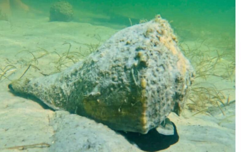 Sarasota: Clear Kayak Mangrove Tunnel Eco Tour - Who Will Love This Tour?