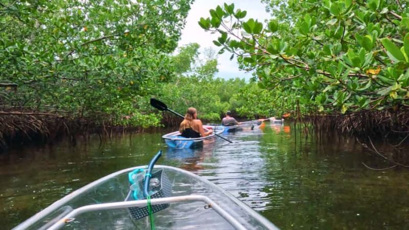 Sarasota: Clear Kayak Mangrove Tunnel Eco Tour - The Sum Up