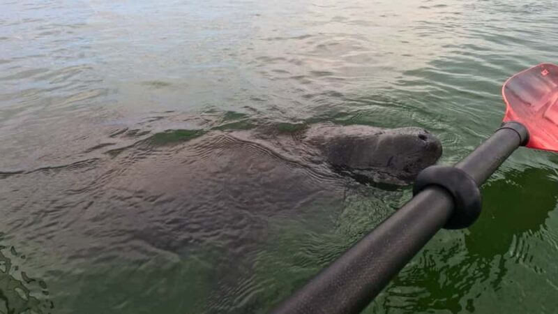 Sarasota: Clear Kayak Mangrove Tunnel Eco Tour - FAQ