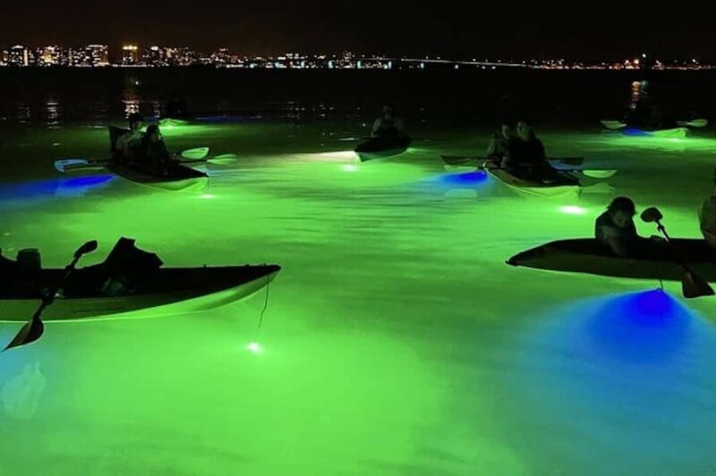 Sarasota: Glass Bottom Kayak Fish Feeding LED Night Tour - Whats the Experience Like?
