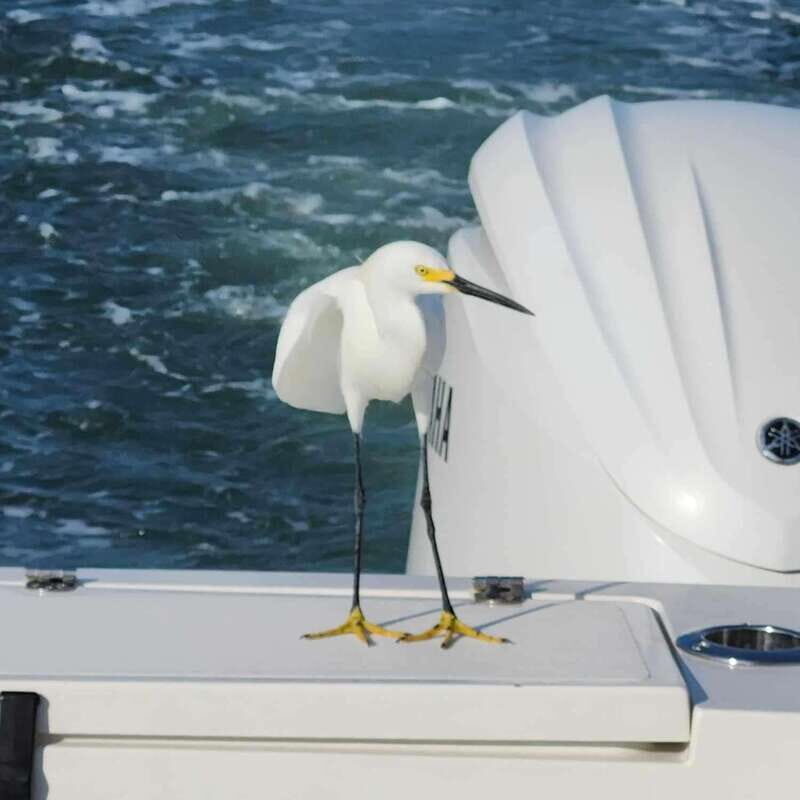 Sarasota Sunset Charter - Key Points