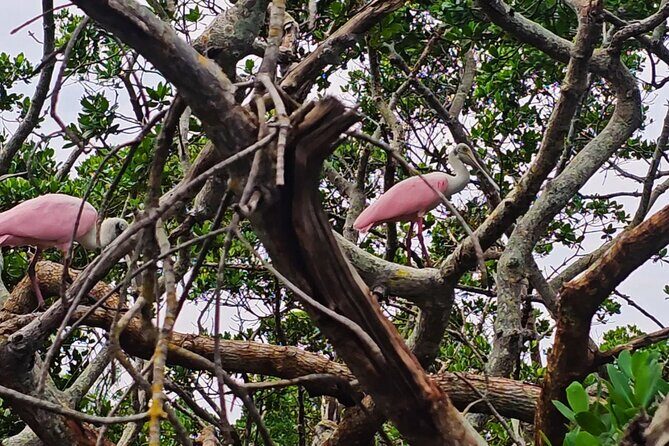 Sarasota Waterways Tour for All Ages - The Sum Up