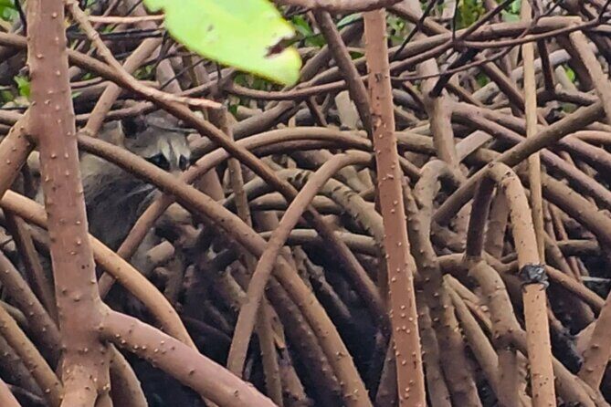 Sarasota Waterways Tour for All Ages - FAQs