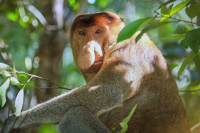 Sarawak Bako National Park Tour : Pristine Rainforest Jungle - Sarawak Bako National Park Tour: Pristine Rainforest Jungle
