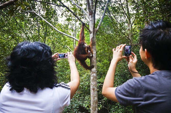 Sarawak Orangutan Semenggoh Wildlife Centre Tour - Introduction to the Semenggoh Wildlife Centre Tour