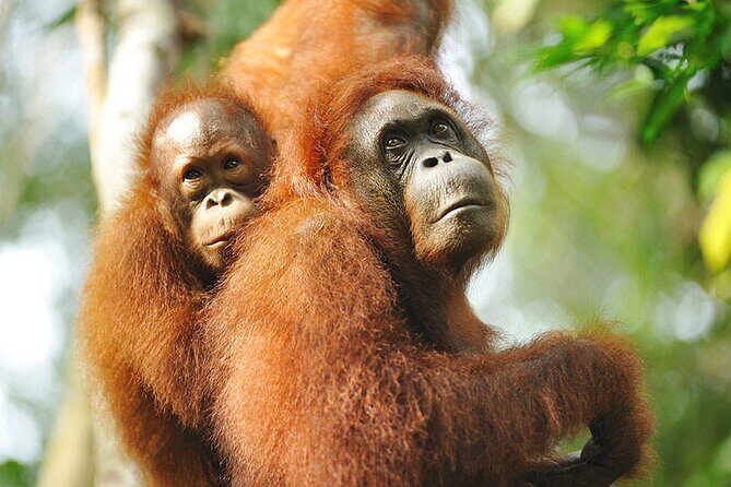 Sarawak Orangutan Semenggoh Wildlife Centre Tour - Authentic Encounters and Practical Tips