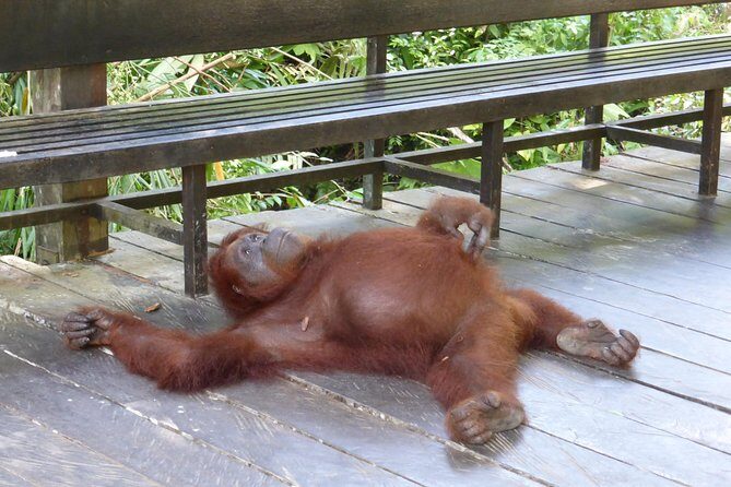 Sarawak Orangutan Semenggoh Wildlife Centre Tour - The Sum Up