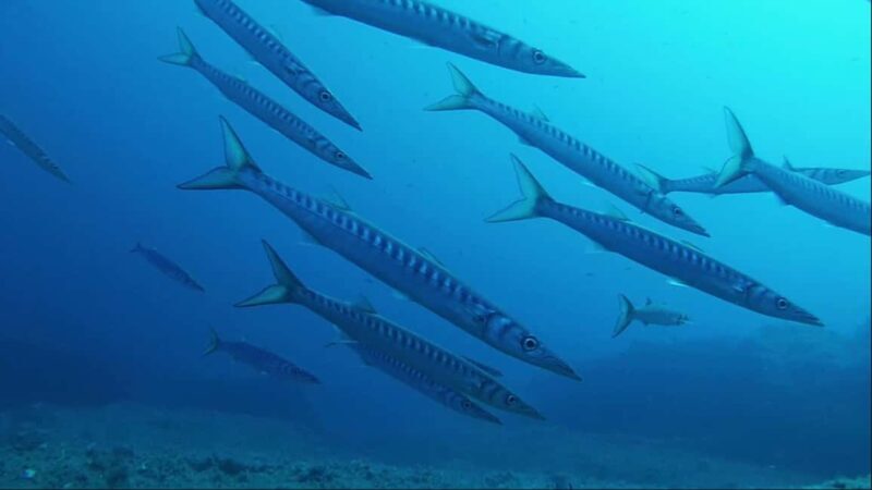 Sardinia, La Maddalena Archipelago: First Dive Experience - FAQ