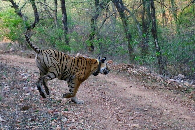 Sariska Tiger Reserve Assistance for Gypsy Private Safari Tickets - An in-depth look at the Sariska Safari experience