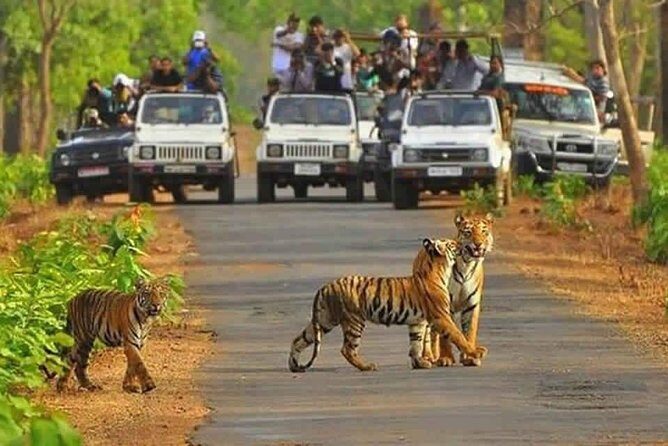 Sariska Tiger Reserve Safari tour from Jaipur - An in-depth look at the Sariska Tiger Reserve Safari