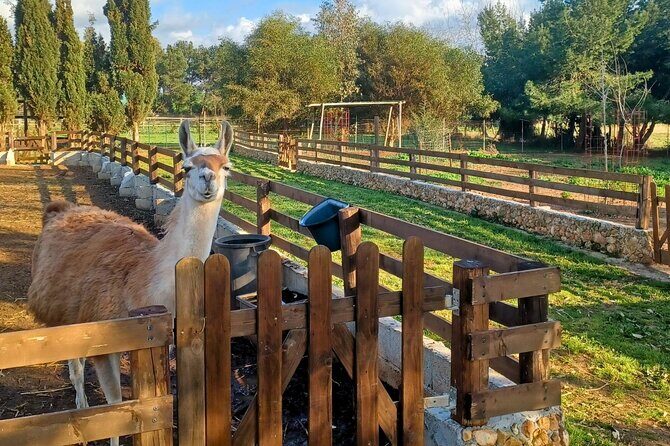 Sassari Visit to the Roman Castrum and the Educational Farm - Frequently Asked Questions