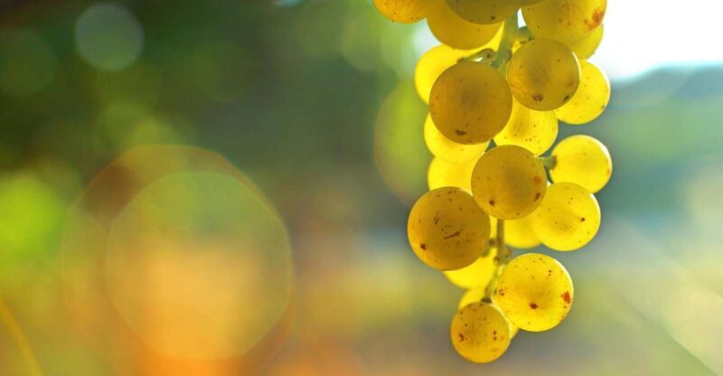 Sauternes : Sweet wine from Bordeaux - FAQs