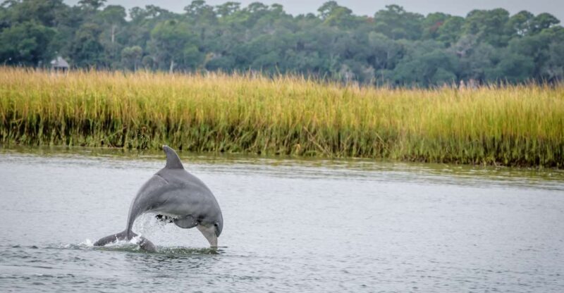 Savannah: Dolphin Spotting and Wildlife Eco Cruise - An In-Depth Look at the Experience