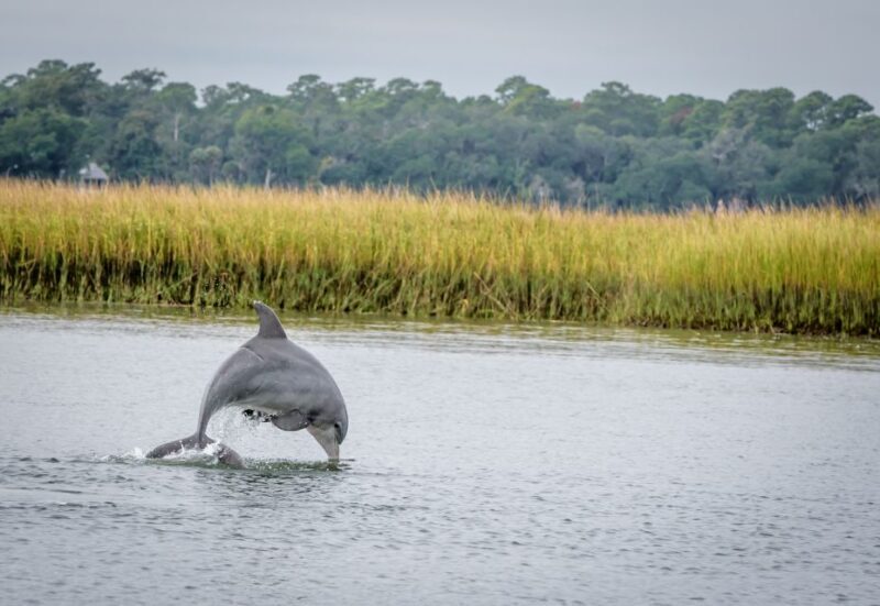 Savannah: Dolphin Spotting and Wildlife Eco Cruise - Practical Tips