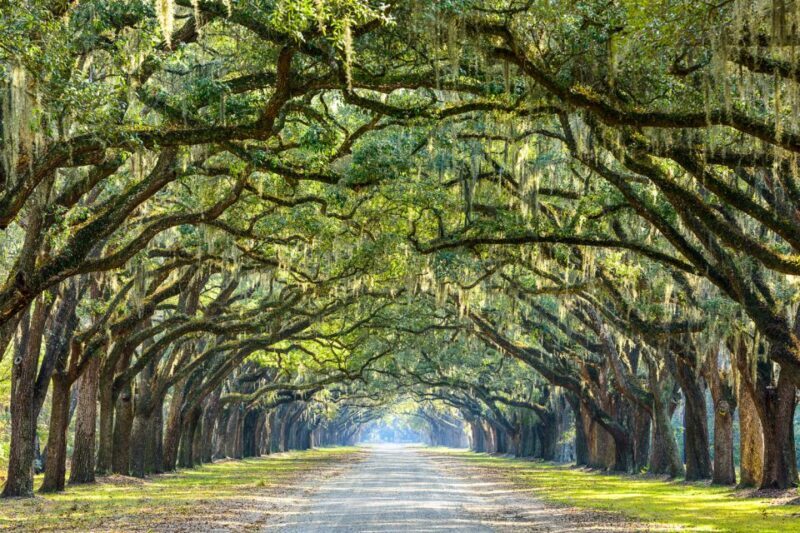 Savannah: History and Culture Walking Tour - Summary of What Sets This Tour Apart