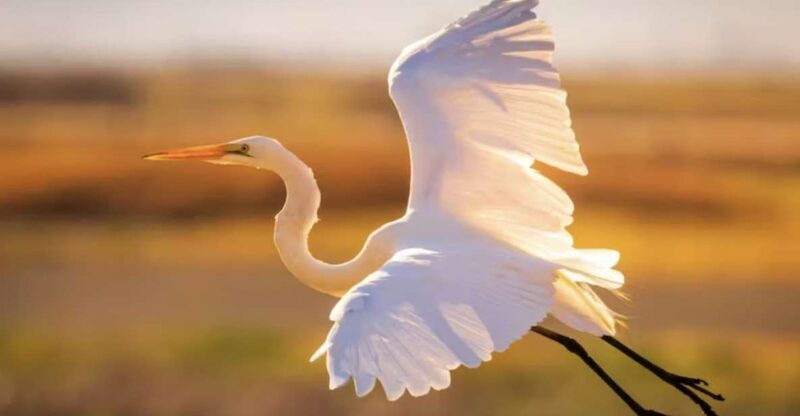 Savannah: Sunset Dolphin Watching Eco Tour by Boat - Key Points