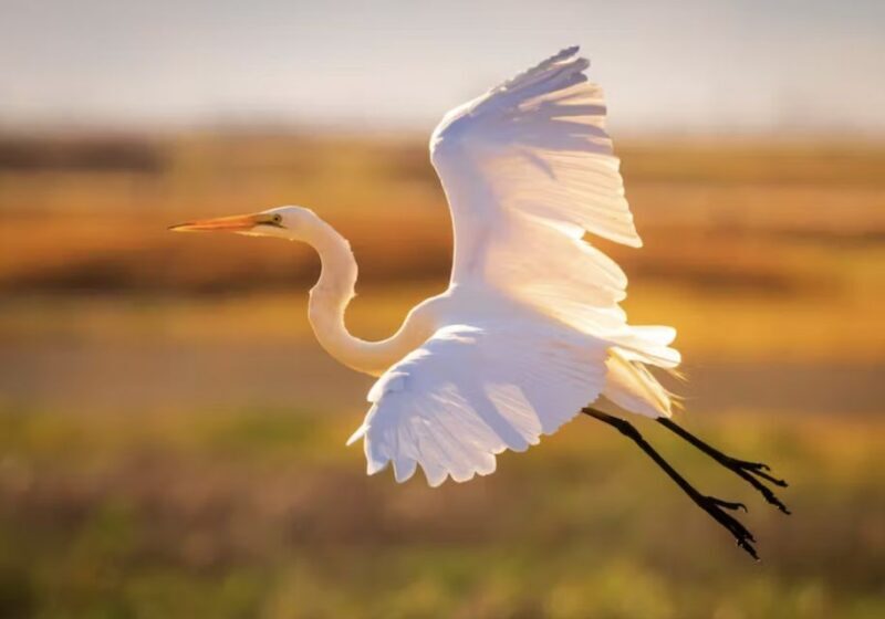 Savannah: Sunset Dolphin Watching Eco Tour by Boat - An In-Depth Look at the Savannah Sunset Dolphin Eco Tour