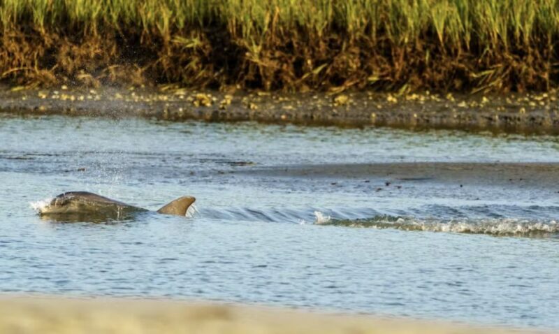 Savannah: Sunset Dolphin Watching Eco Tour by Boat - FAQ