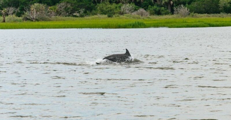 Savannah: Tybee Island Dolphin Tour - An In-Depth Look at the Tybee Island Dolphin Tour