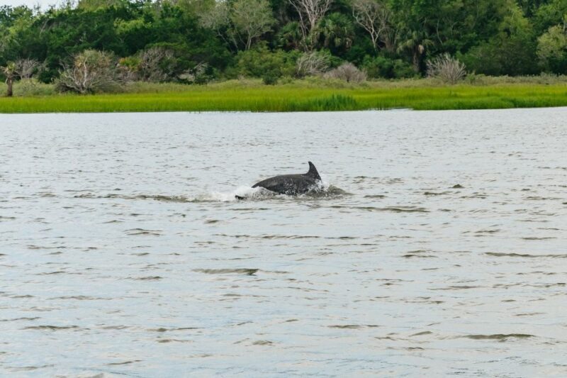 Savannah: Tybee Island Dolphin Tour - Final Words: Who Will Love This Tour?