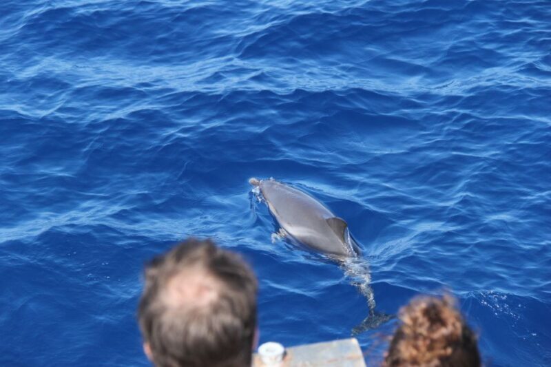 Savona: Exclusive nature cruise to the Pelagos Sanctuary - Final Thoughts
