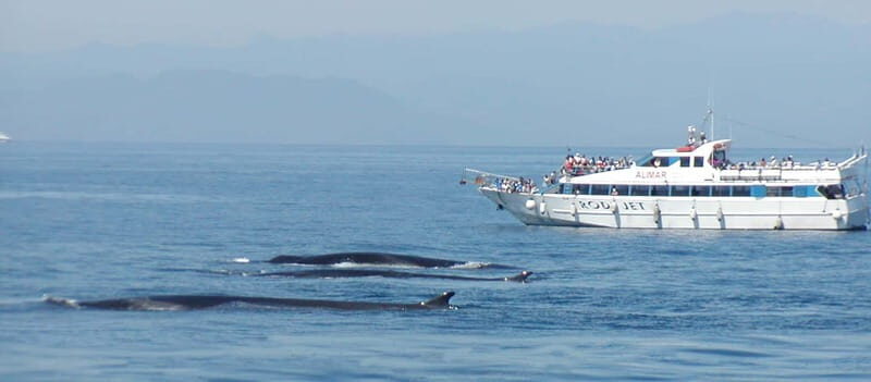 Savona: Pelagos Sanctuary Guided Cetacean Watching Tour - Key Points