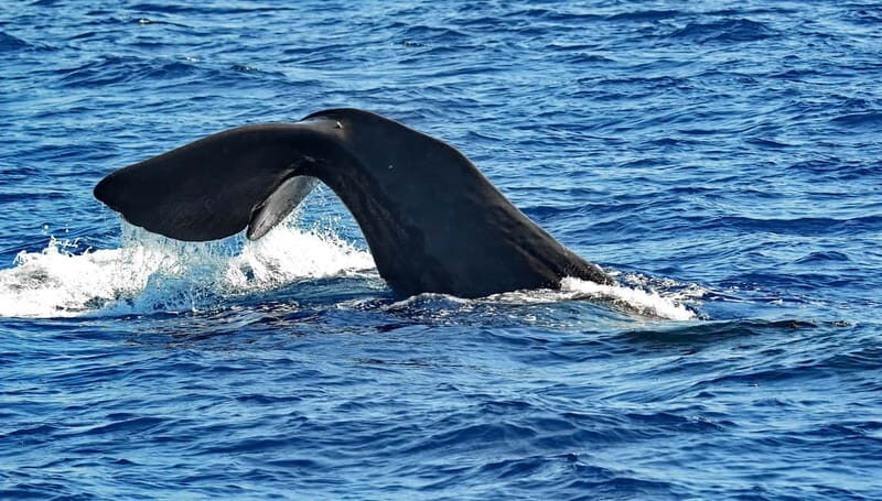 Savona: Pelagos Sanctuary Guided Cetacean Watching Tour - A Closer Look at the Pelagos Sanctuary Guided Cetacean Watching Tour