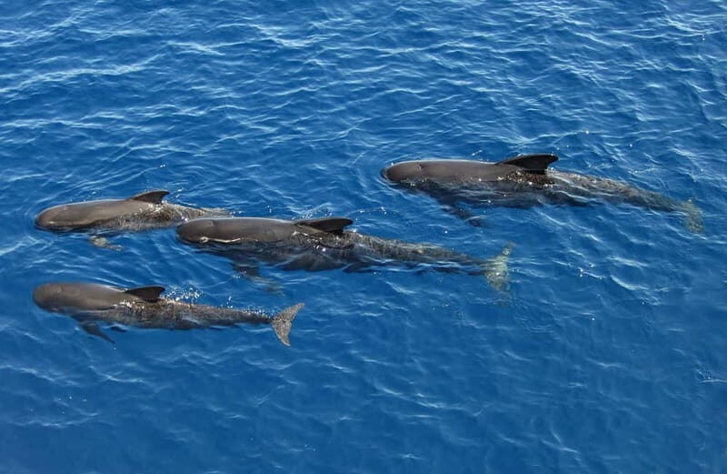 Savona: Pelagos Sanctuary Guided Cetacean Watching Tour - FAQ