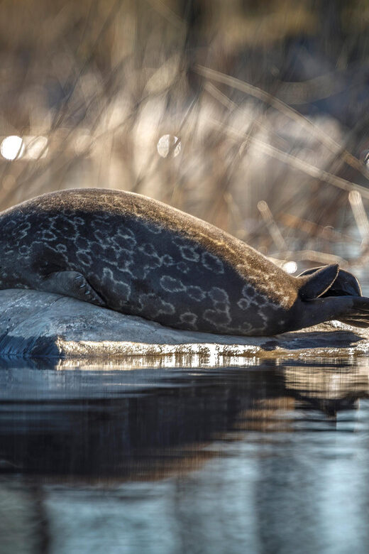Savonlinna: Evening Photography Tour on lake Saimaa - What to Expect on the Lake Saimaa Evening Photography Tour