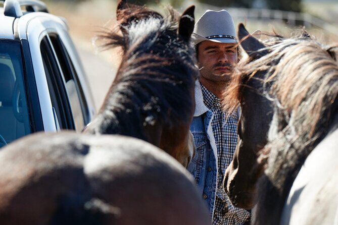 Savor the SYV Farm Experience Cattle Ranch to Olive Grove Picnic - Who Should Consider This Tour?