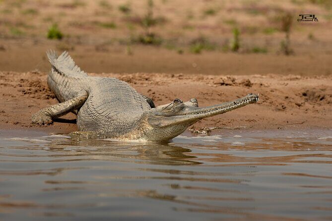 Sawai Madhopur: Private Chambal Crocodile Safari All-Inclusive - Key Points