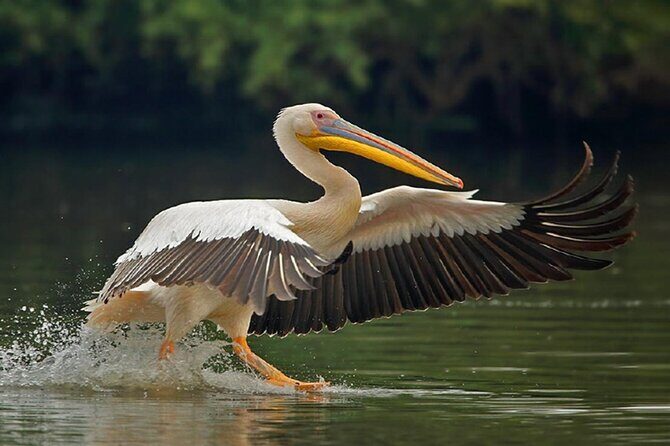 Sawai Madhopur: Private Chambal Crocodile Safari All-Inclusive - A Closer Look at the Chambal Crocodile Safari Experience
