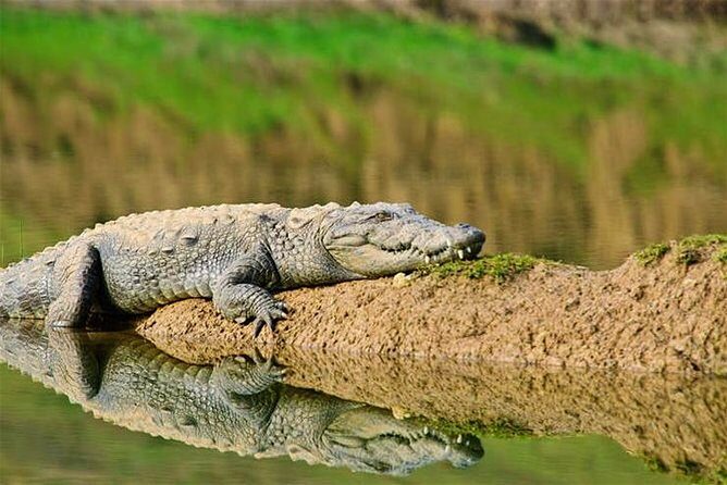 Sawai Madhopur: Private Chambal Crocodile Safari All-Inclusive - Final Thoughts
