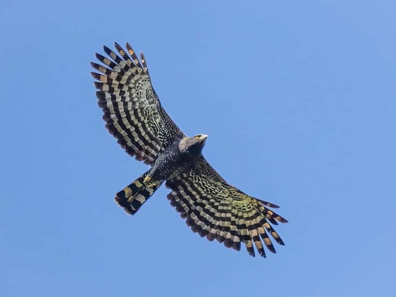 Sayulita: Rancho Verde Birdwatching Tour for Beginners - The Itinerary in Detail