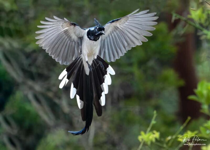 Sayulita: Rancho Verde Birdwatching Tour for Beginners - The Sum Up