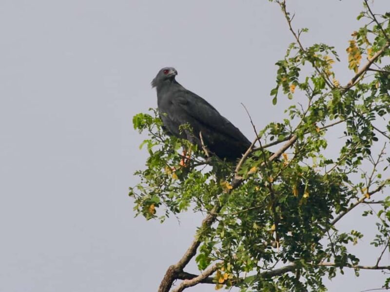 Sayulita: Rancho Verde Birdwatching Tour for Beginners - FAQ