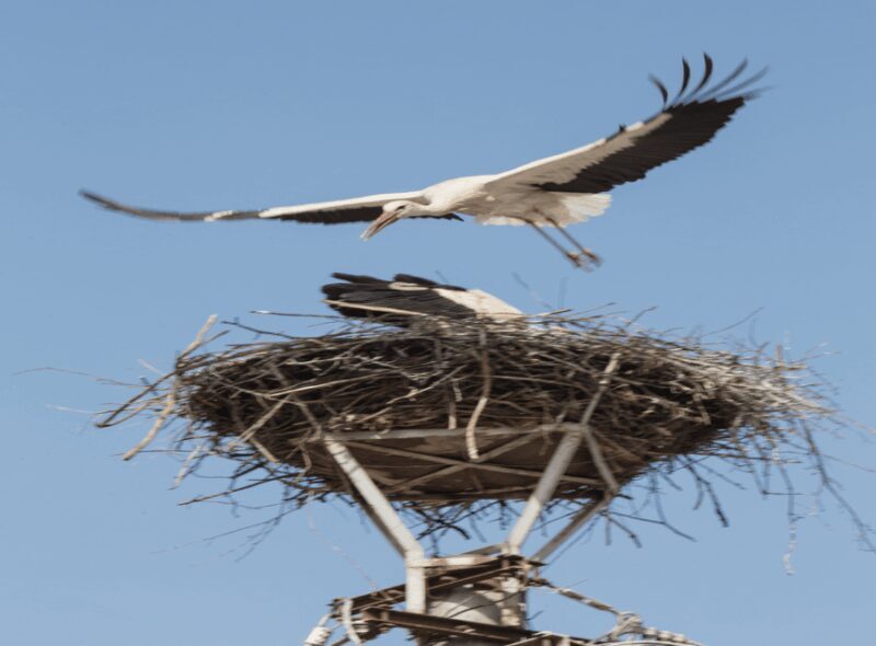 SB02 - Surroundings of Sibiu:Saxon Heritage &Scenic Villages - Exploring the Surroundings of Sibiu: Saxon Heritage & Scenic Villages