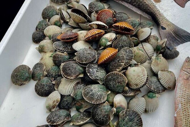 Scalloping Charters - Who Should Consider This Tour?
