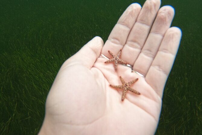 Scalloping Charters - FAQ