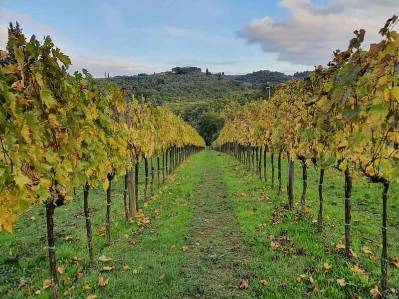 Scandicci: Bellavista Wine Tasting Experience - Review of the Bellavista Wine Tasting Experience in Scandicci, Tuscany