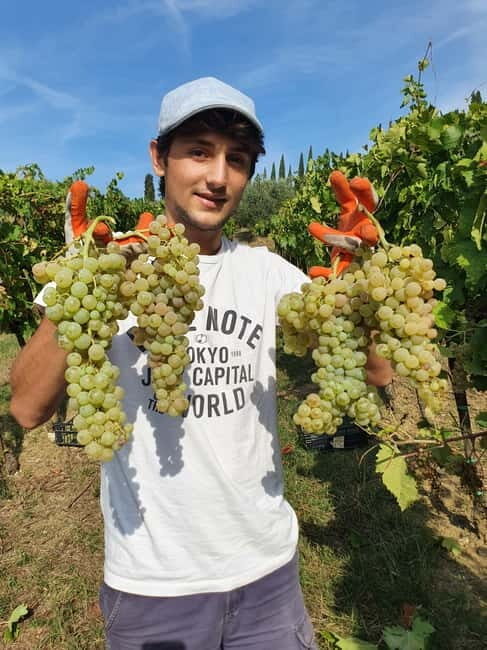 Scandicci: Bellavista Wine Tasting Experience - Who This Tour Suits Best