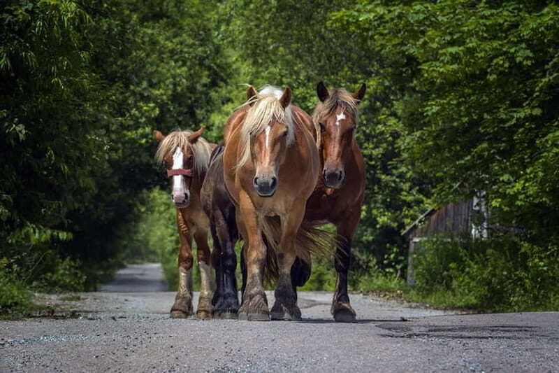 Scarisoara-World greatest Ice cave: one day tour from Oradea - Who Would Love This Tour?
