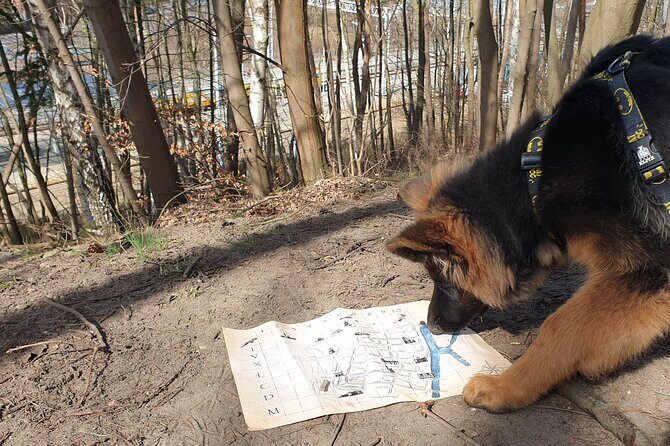 Scavenger Hunt in Gdask, Poland - Authentic Experiences from Reviewers