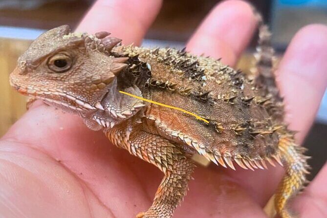 Scenic Cable Car Ride to the Citys Hidden Volcano - Frequently Asked Questions