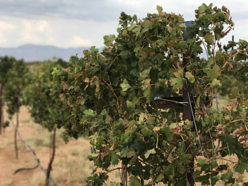 Scenic Desert Wine, Distillery Tastings/Brewery/RT66 & Lunch - Final Thoughts