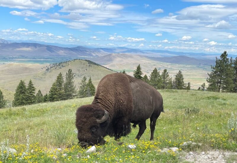 Scenic Driving Tour Flathead Lake and Bison Range - Key Points